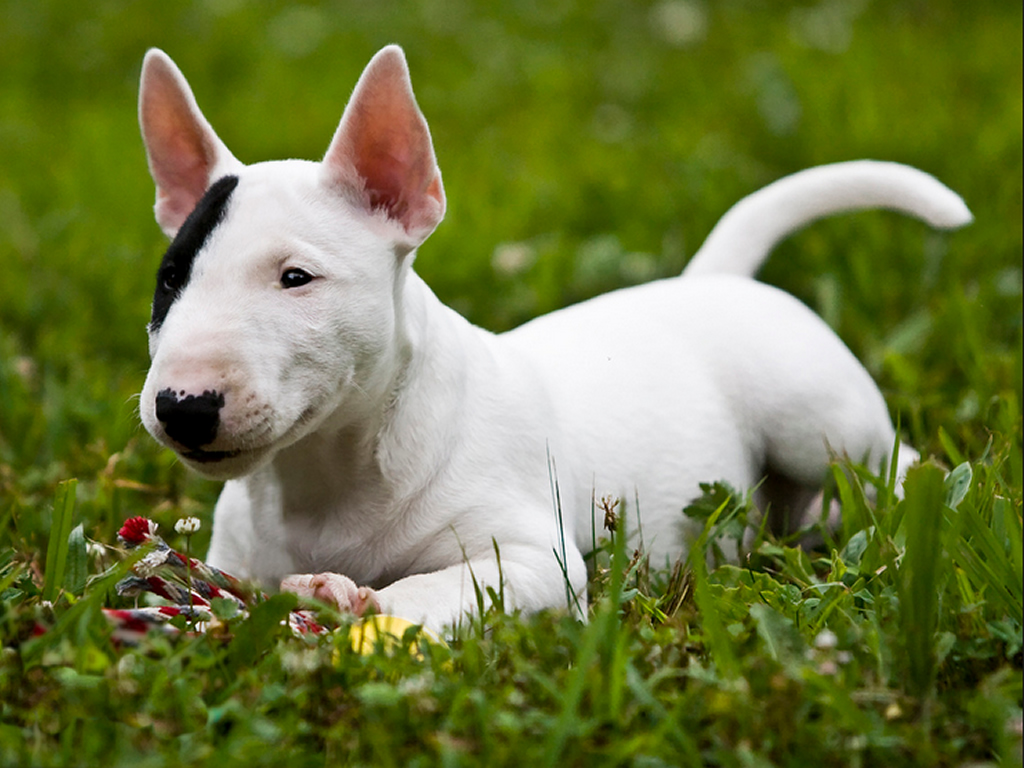 BULL TERRIER INGLESE » Miciobao BULL TERRIER INGLESE » Miciobao