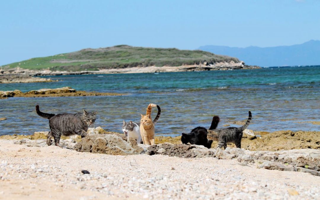 LA COLONIA FELINA